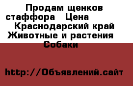 Продам щенков стаффора › Цена ­ 5 000 - Краснодарский край Животные и растения » Собаки   